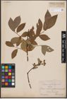 Foto von Salix L.